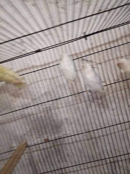 Albino red eyes parblue pastal ino k pairs 6 1