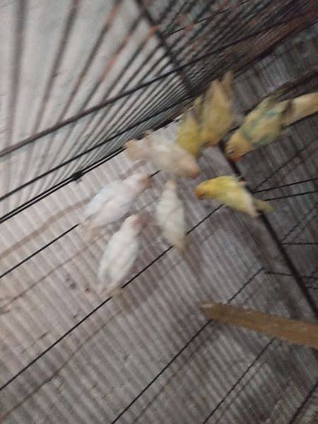 Albino red eyes parblue pastal ino k pairs 6 5