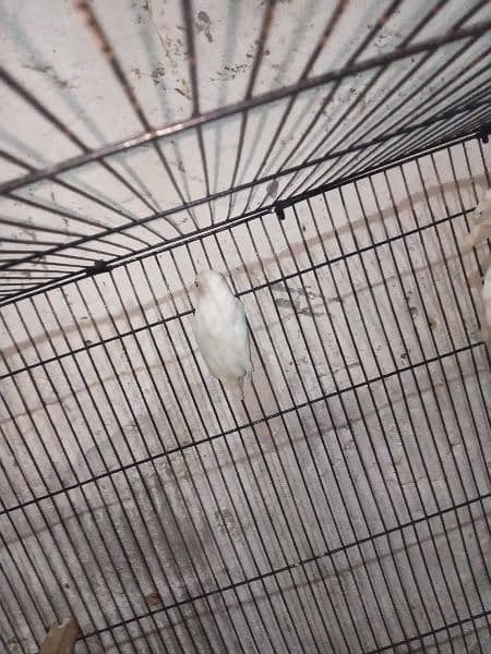 Albino red eyes parblue pastal ino k pairs 6 8