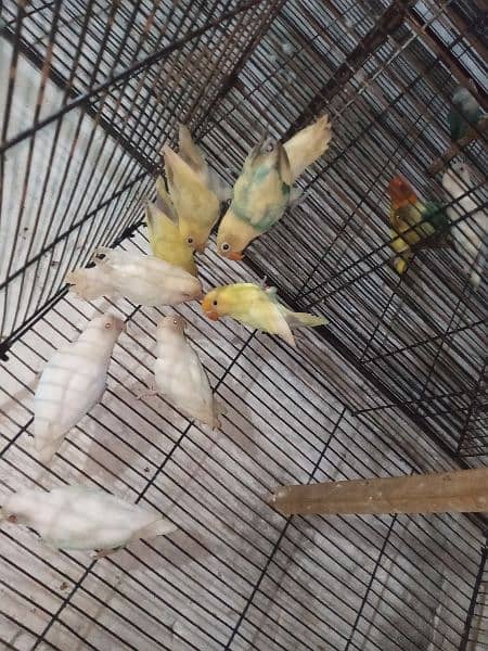 Albino red eyes parblue pastal ino k pairs 6 9