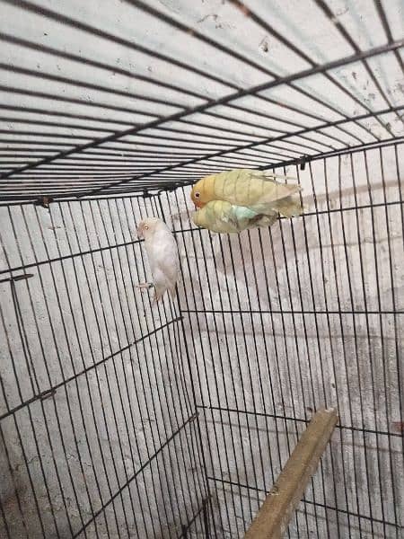 Albino red eyes parblue pastal ino k pairs 6 12