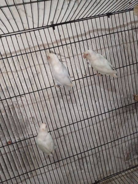 Albino red eyes parblue pastal ino k pairs 6 13