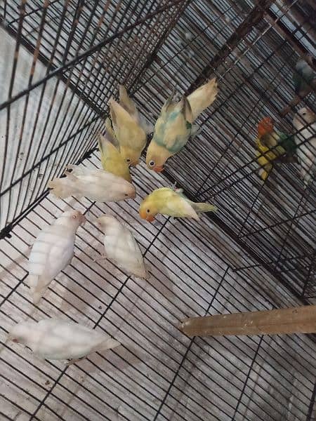 Albino red eyes parblue pastal ino k pairs 6 14