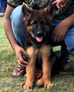 German Shepherd Puppy 0