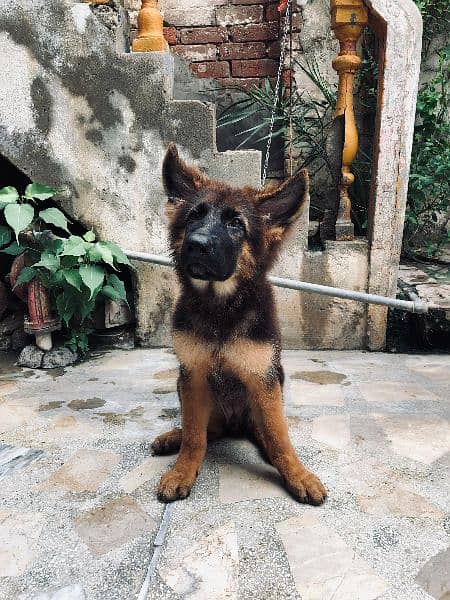 German Shepherd Puppy 1