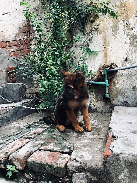 German Shepherd Puppy 2