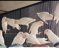 albino red eye for sale