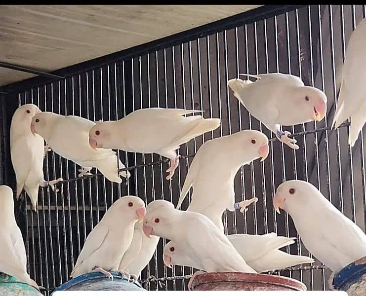 albino red eye for sale 0