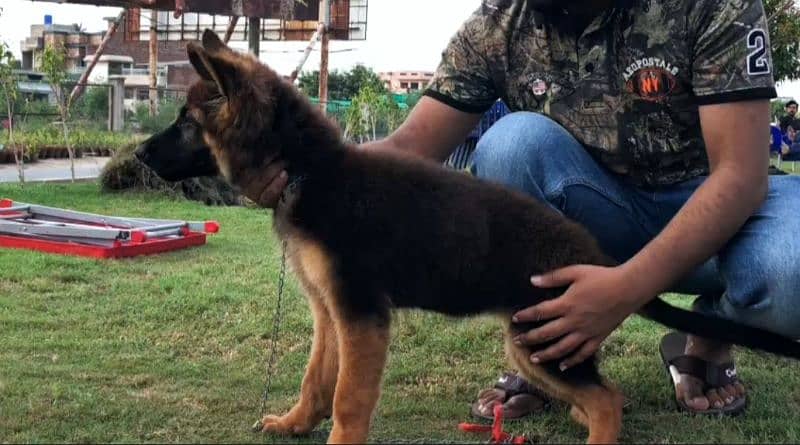 German Shepherd Puppy 3