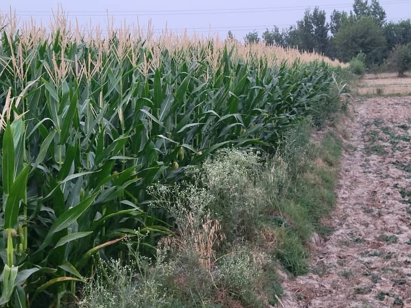 8 Kanal Agricultural Land for Sale 2