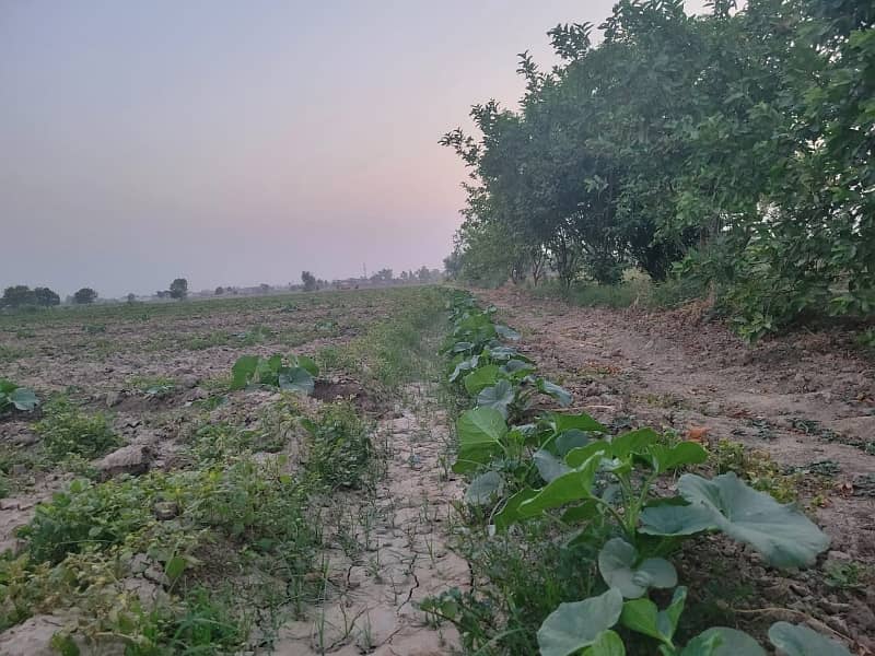 8 Kanal Agricultural Land for Sale 8