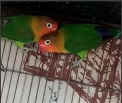 Love Birds