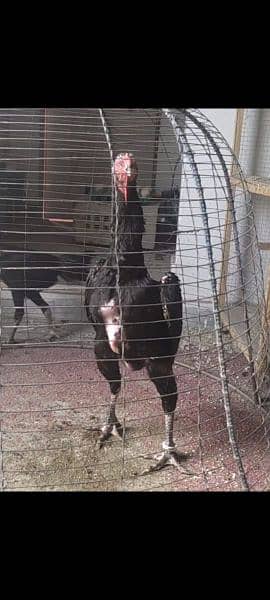 black shamo  hen 1