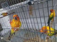 sunconure 2 adult pairs sell