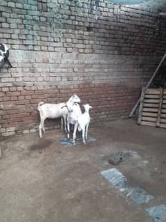 4 goats for sale