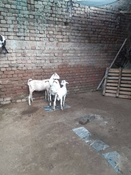 4 goats for sale 1