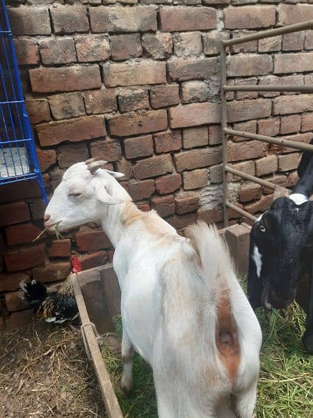 4 goats for sale 4