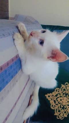 Persian kitten 03234315250