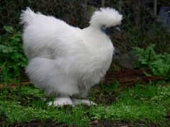 Golden buff white havey buf white silky chick