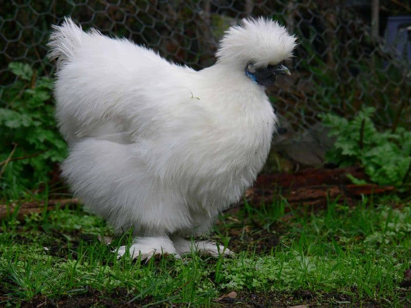 gholden havey buf white havey buf eggs available 7