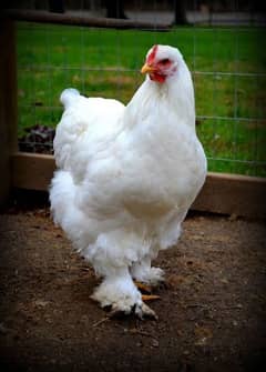 Golden buff white havey buf white silky chick