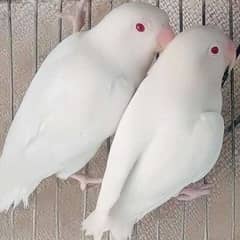 03 Albino red eye and 01 parblue pathay for sale 6000 for all