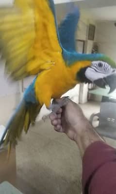 Macaw and Eclectus female