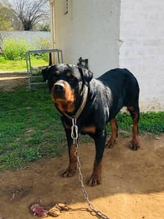 Heavy Rottweiler 0