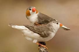 Beautiful Penguin Finches Pairs Available