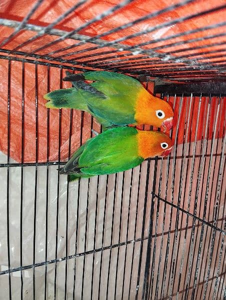 birds - green opline breeder pair with 2 eggs nd one box 2