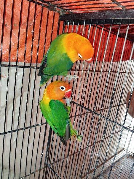 birds - green opline breeder pair with 2 eggs nd one box 5