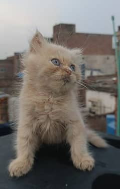 Persian kitten Available 0