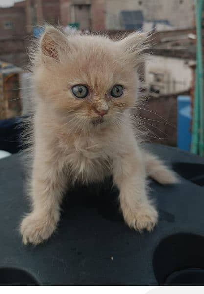 Persian kitten Available 3