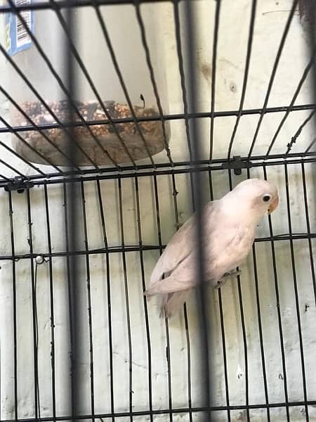 love birds cage 0