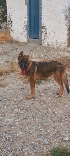 King GSD Female