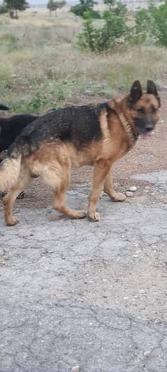 King Shepherd Male for Stud