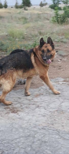 King Shepherd Male for Stud 1