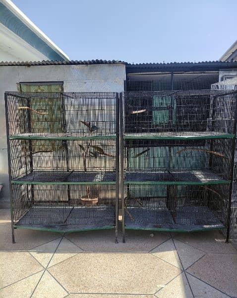 Love Birds Complete Setup with Cages Lumsum 1