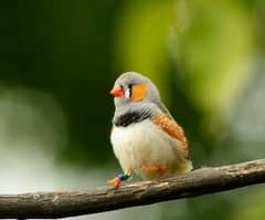 zebra finch Undersize