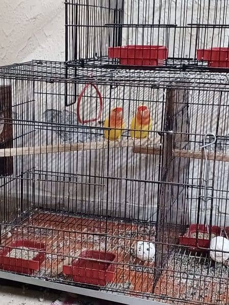 Combined cage parrots for sale cockatiel and lovebirds 0