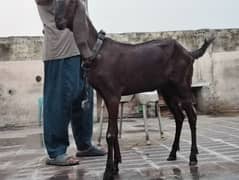 Pure Nagri Goat Gabban For Sale