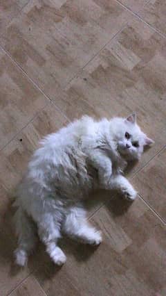 white Persian female cat age 7.5 months please contact 03168962852