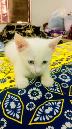 white persion cat for sale