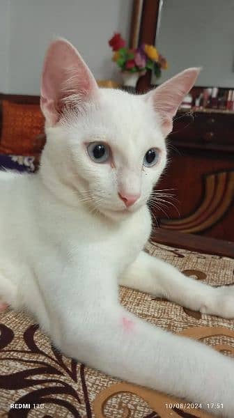 white persion cat for sale 2