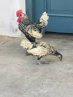 Silver Sebright adult pair up for sale