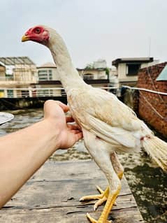 white Shamo Chick