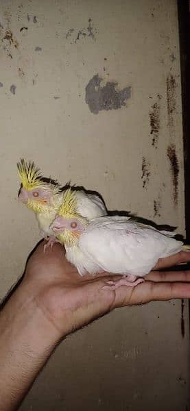 eno common white red eye cocktail hand tame breeder pair 5