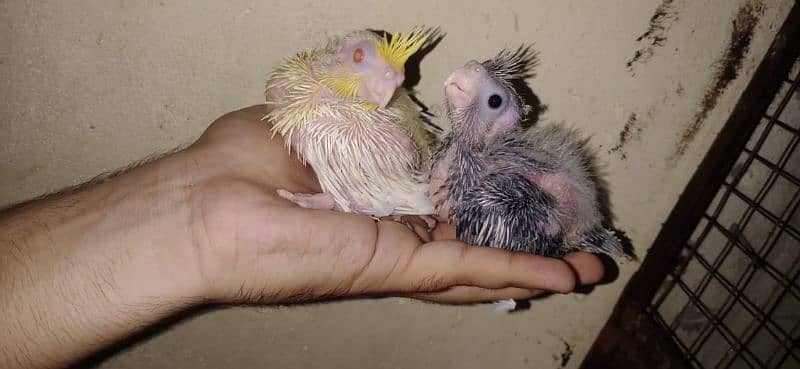 eno common white red eye cocktail hand tame breeder pair 6