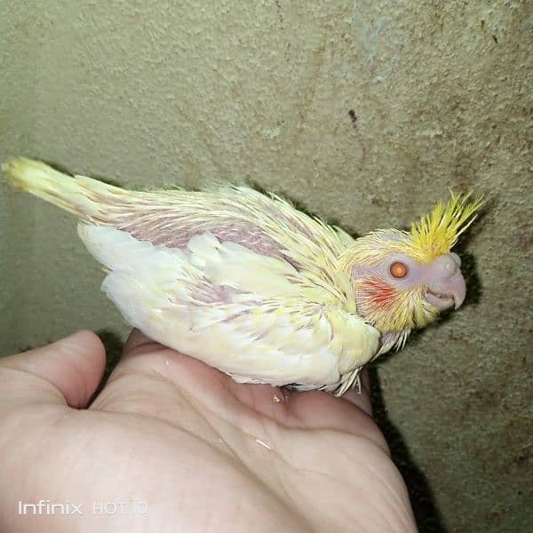 eno common white red eye cocktail hand tame breeder pair 9