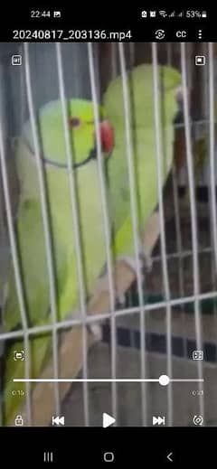 GREEN RINGNECK BREEDER PAIR FEMALE TALKING